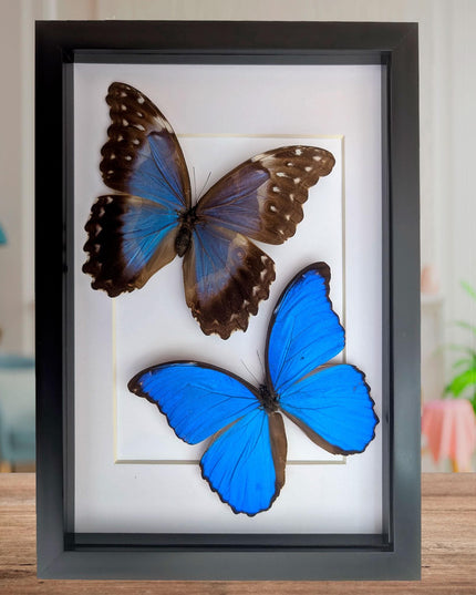 Framed Giant Blue Morpho Butterfly Pair, Taxidermy A4
