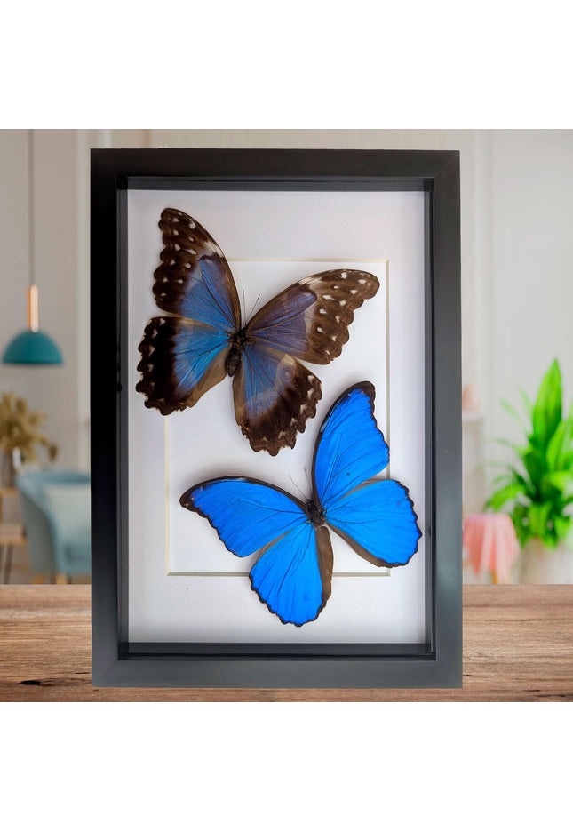Framed Giant Blue Morpho Butterfly Pair, Taxidermy A4