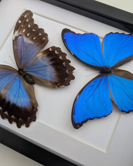 Framed Giant Blue Morpho Butterfly Pair, Taxidermy A4