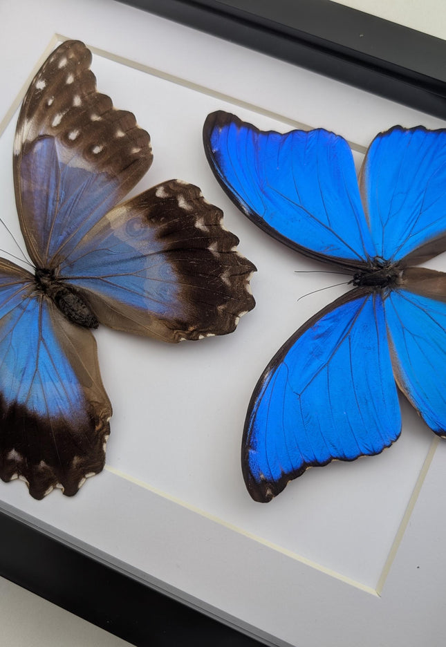 Framed Giant Blue Morpho Butterfly Pair, Taxidermy A4