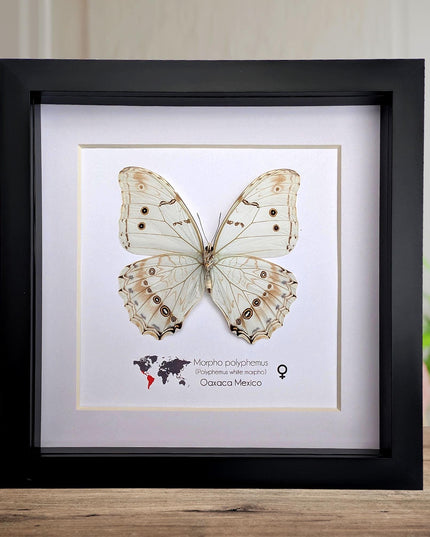 Framed white morpho butterfly: oaxaca mexico, 8x8 shadowbox