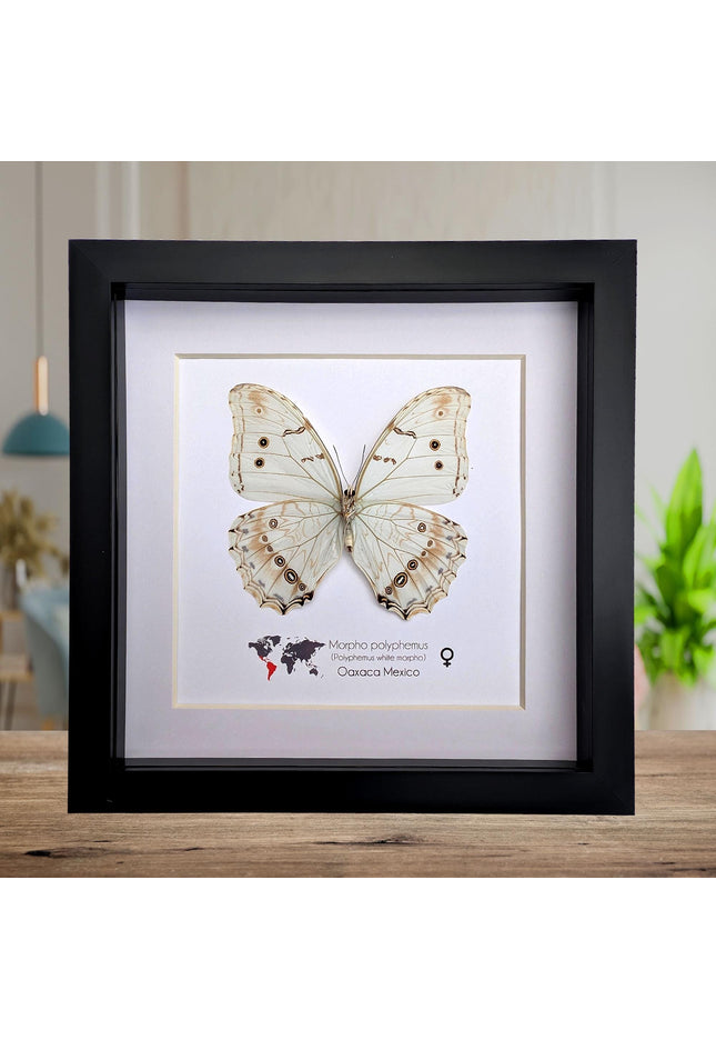 Framed white morpho butterfly: oaxaca mexico, 8x8 shadowbox