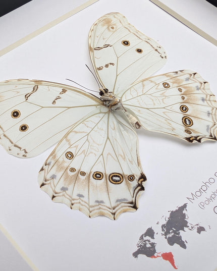 Framed white morpho butterfly: oaxaca mexico, 8x8 shadowbox