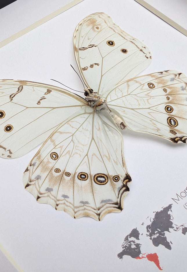 Framed white morpho butterfly: oaxaca mexico, 8x8 shadowbox