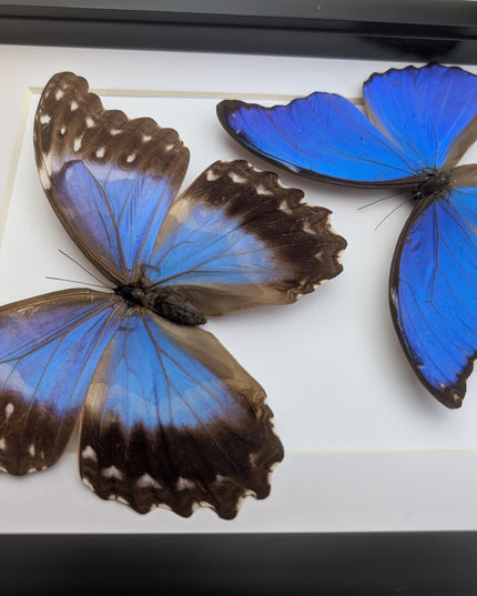 Framed Giant Blue Morpho Butterfly Pair, Taxidermy A4