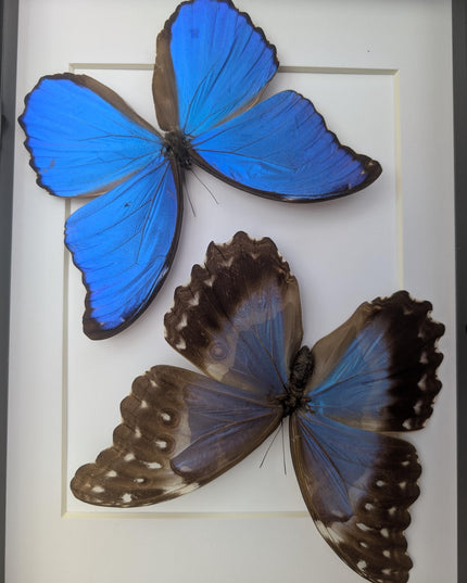 Framed Giant Blue Morpho Butterfly Pair, Taxidermy A4
