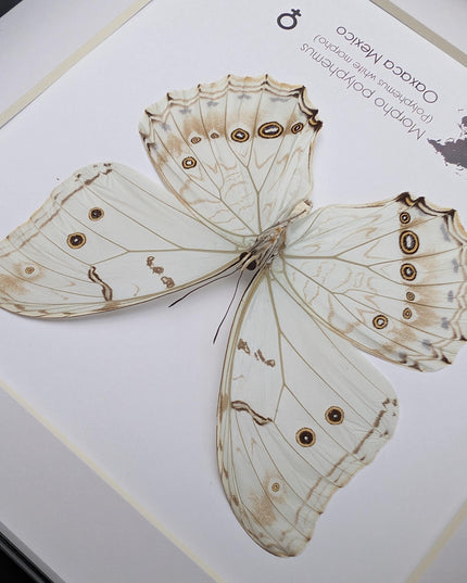 Framed white morpho butterfly: oaxaca mexico, 8x8 shadowbox