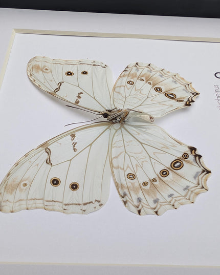 Framed white morpho butterfly: oaxaca mexico, 8x8 shadowbox