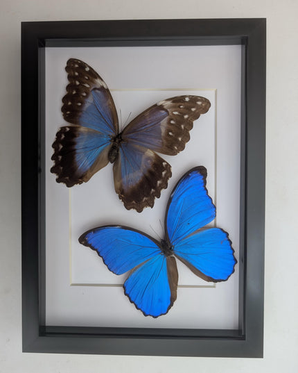 Framed Giant Blue Morpho Butterfly Pair, Taxidermy A4