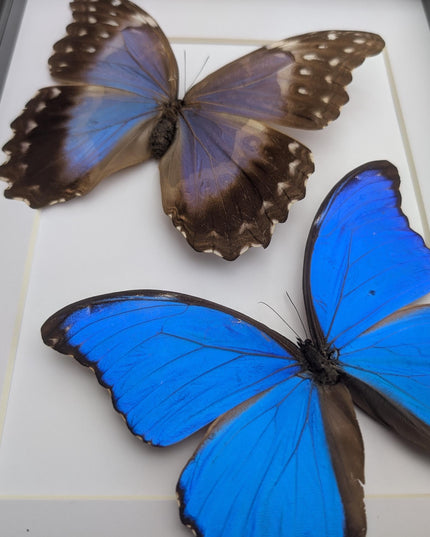 Framed Giant Blue Morpho Butterfly Pair, Taxidermy A4