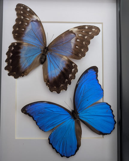 Framed Giant Blue Morpho Butterfly Pair, Taxidermy A4