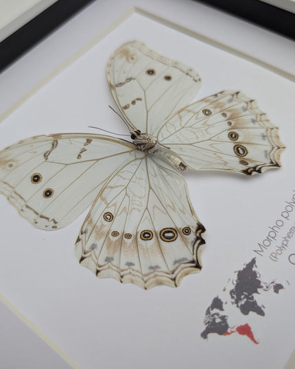 Framed white morpho butterfly: oaxaca mexico, 8x8 shadowbox