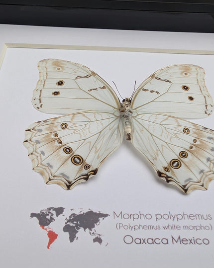 Framed white morpho butterfly: oaxaca mexico, 8x8 shadowbox