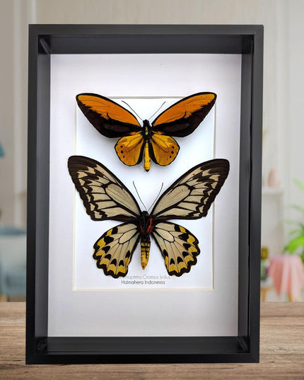 Framed wallace's golden birdwing butterfly pair: ornithoptera croesus