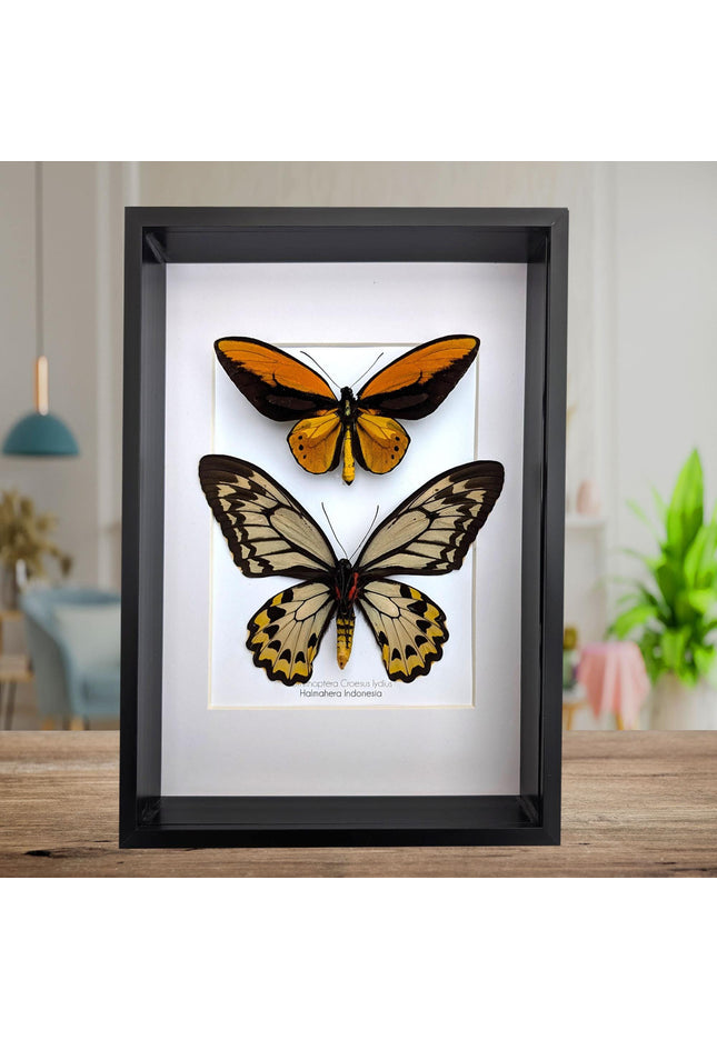 Framed wallace's golden birdwing butterfly pair: ornithoptera croesus