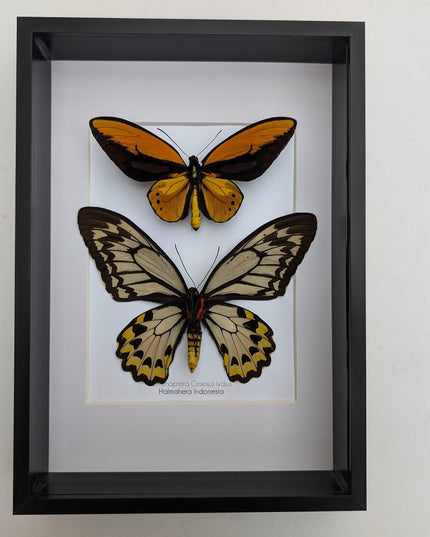 Framed wallace's golden birdwing butterfly pair: ornithoptera croesus