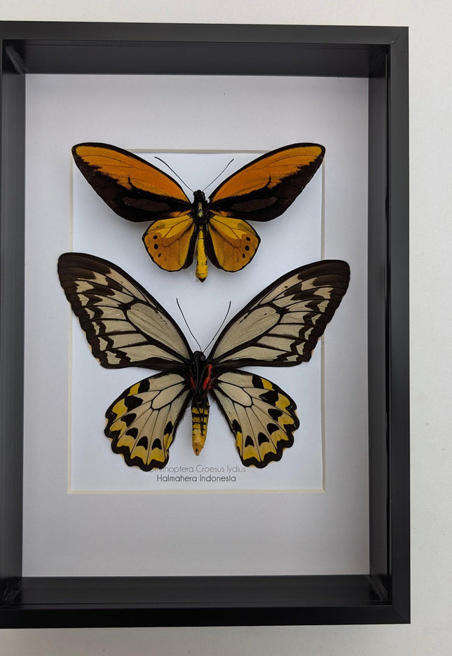 Framed wallace's golden birdwing butterfly pair: ornithoptera croesus