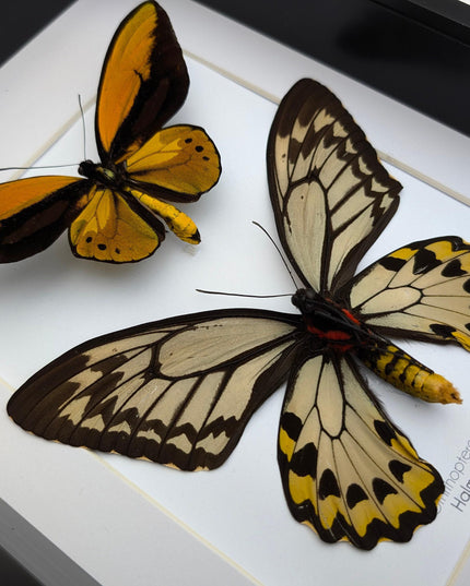 Framed wallace's golden birdwing butterfly pair: ornithoptera croesus