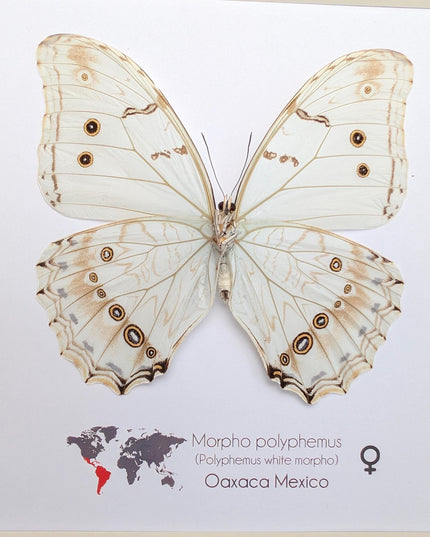 Framed white morpho butterfly: oaxaca mexico, 8x8 shadowbox