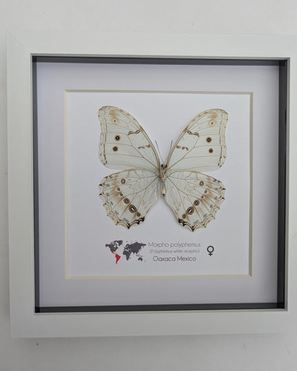 Framed white morpho butterfly: oaxaca mexico, 8x8 shadowbox