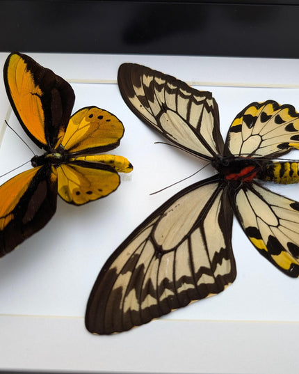 Framed wallace's golden birdwing butterfly pair: ornithoptera croesus