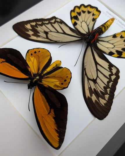 Framed wallace's golden birdwing butterfly pair: ornithoptera croesus