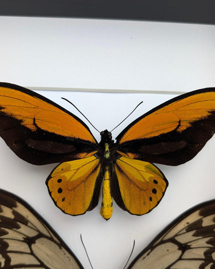 Framed wallace's golden birdwing butterfly pair: ornithoptera croesus