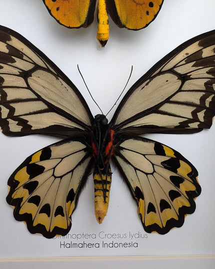 Framed wallace's golden birdwing butterfly pair: ornithoptera croesus
