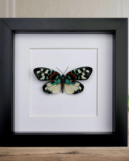 Framed Erasmia Pulchella Moth, Day-Flying Insect, Taxidermy Wall Art
