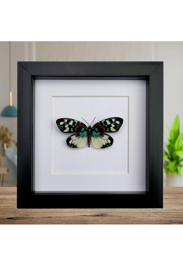 Framed Erasmia Pulchella Moth, Day-Flying Insect, Taxidermy Wall Art
