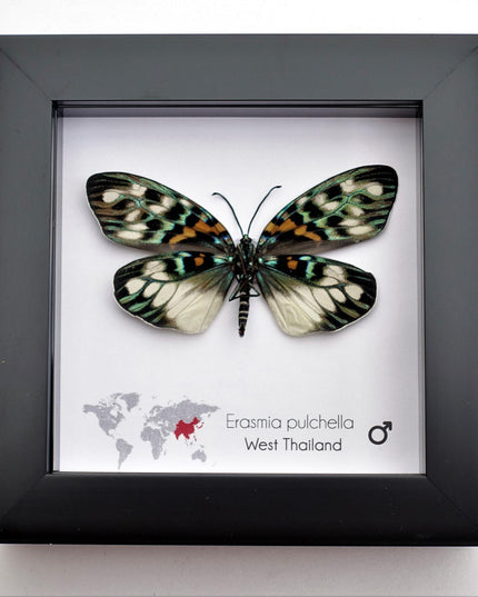 Framed Erasmia Pulchella Moth, Day-Flying Insect, Taxidermy Wall Art
