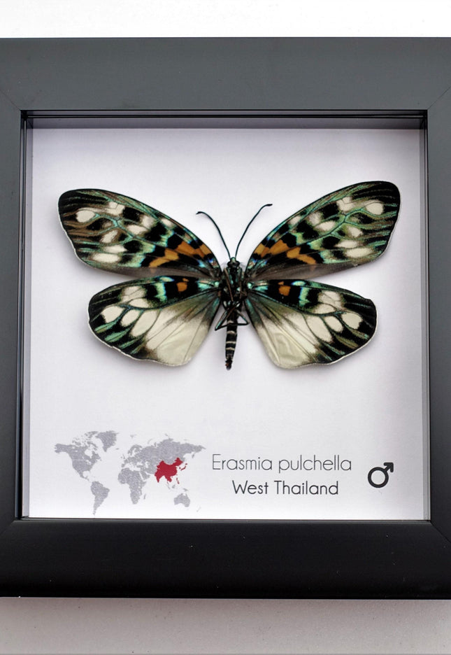 Framed Erasmia Pulchella Moth, Day-Flying Insect, Taxidermy Wall Art