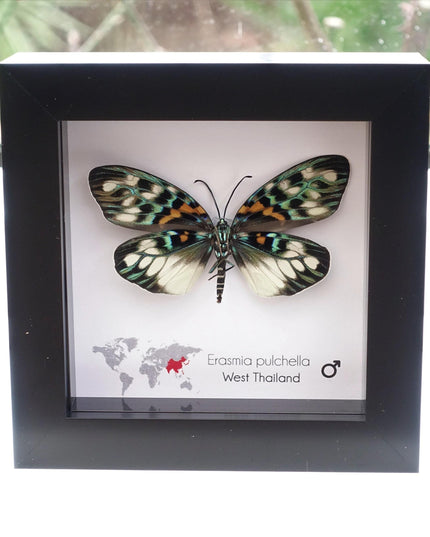 Framed Erasmia Pulchella Moth, Day-Flying Insect, Taxidermy Wall Art