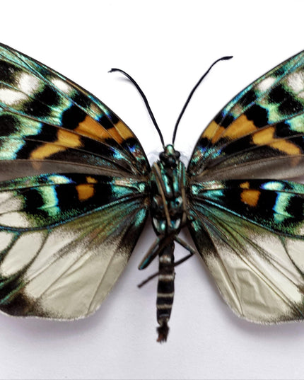 Framed Erasmia Pulchella Moth, Day-Flying Insect, Taxidermy Wall Art