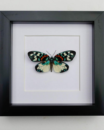 Framed Erasmia Pulchella Moth, Day-Flying Insect, Taxidermy Wall Art
