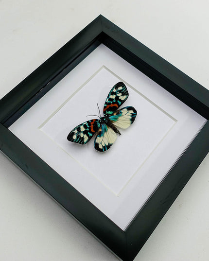 Framed Erasmia Pulchella Moth, Day-Flying Insect, Taxidermy Wall Art