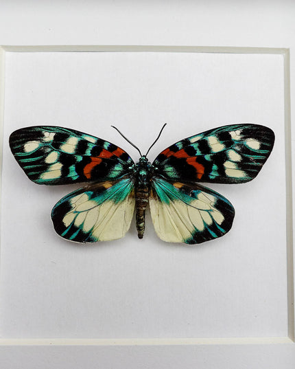 Framed Erasmia Pulchella Moth, Day-Flying Insect, Taxidermy Wall Art