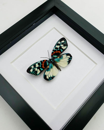 Framed Erasmia Pulchella Moth, Day-Flying Insect, Taxidermy Wall Art