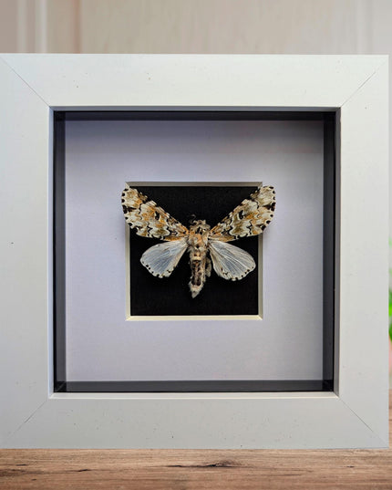 Framed hampsonia esmeralda moth: cameroon, mexico - 4"x4"