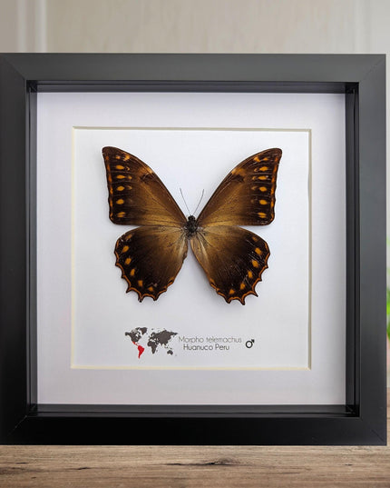 Framed golden morpho butterfly - ethically sourced entomology wall decor