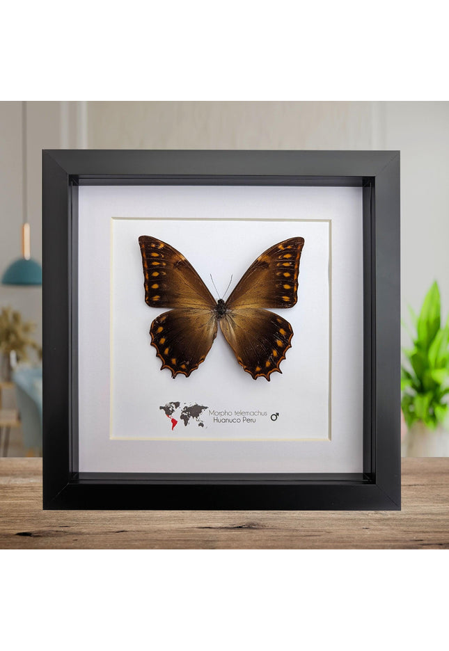 Framed golden morpho butterfly - ethically sourced entomology wall decor