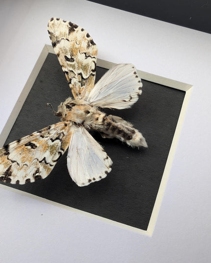 Framed hampsonia esmeralda moth: cameroon, mexico - 4"x4"