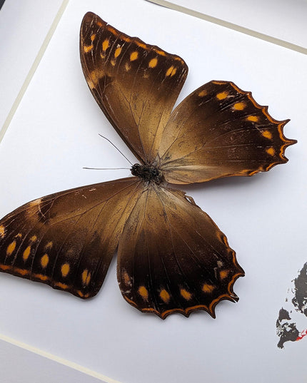 Framed golden morpho butterfly - ethically sourced entomology wall decor