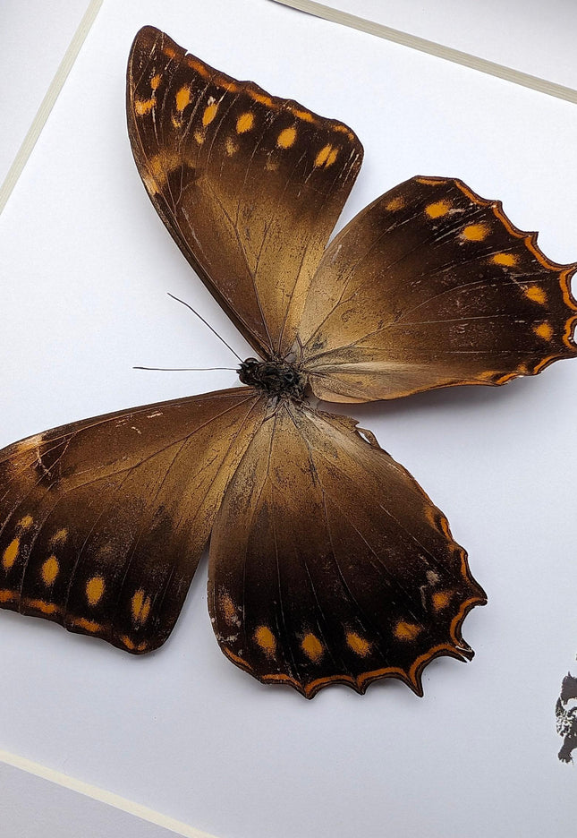 Framed golden morpho butterfly - ethically sourced entomology wall decor