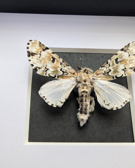 Framed hampsonia esmeralda moth: cameroon, mexico - 4"x4"