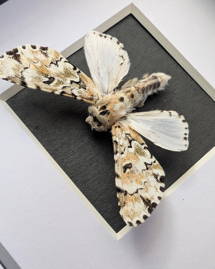 Framed hampsonia esmeralda moth: cameroon, mexico - 4"x4"