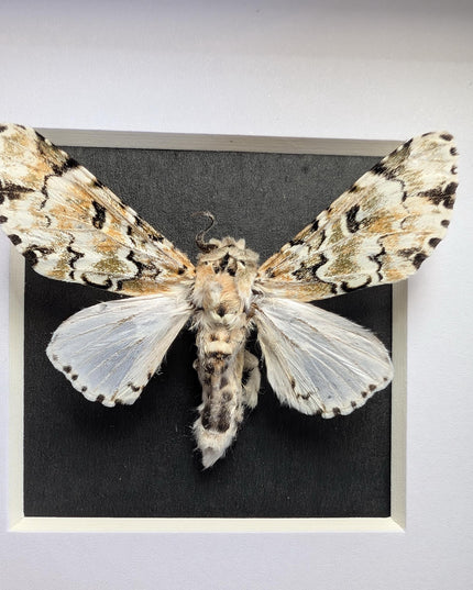 Framed hampsonia esmeralda moth: cameroon, mexico - 4"x4"