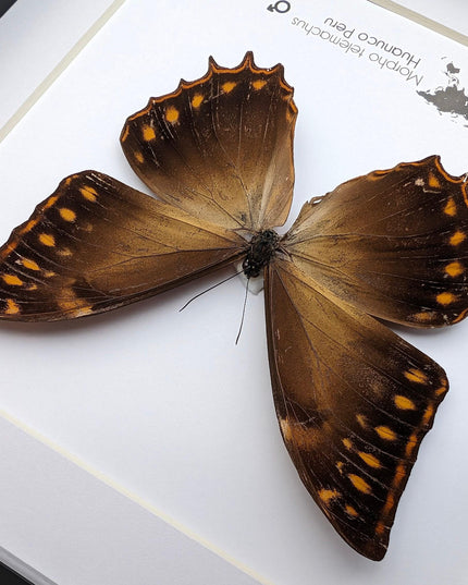 Framed golden morpho butterfly - ethically sourced entomology wall decor