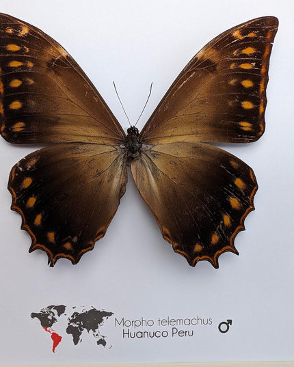 Framed golden morpho butterfly - ethically sourced entomology wall decor