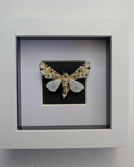 Framed hampsonia esmeralda moth: cameroon, mexico - 4"x4"